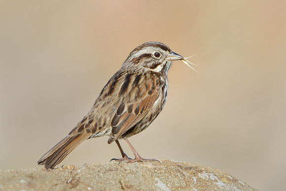 Song Sparrow
