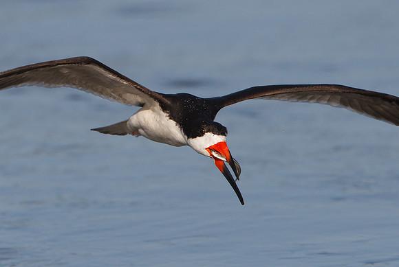 Black Skimmer with fish in bill / beak