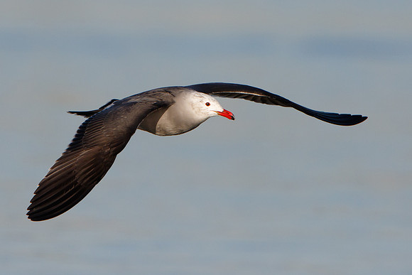 Heermann's Gull