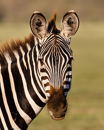 Burchell's Zebra