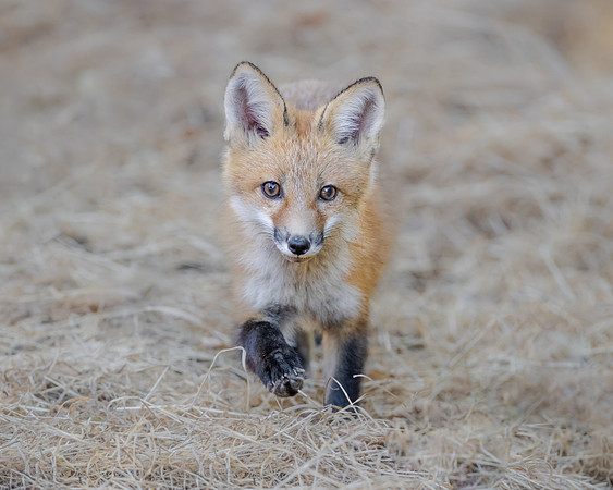 Red Fox, pup