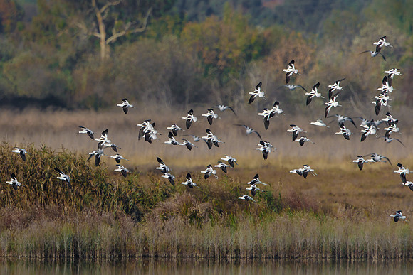 American Avocets