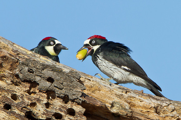 Acorn Woodpeckers, male and female, at granary tree with acorn in bill/beak.