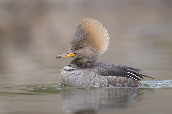 Hooded Merganser