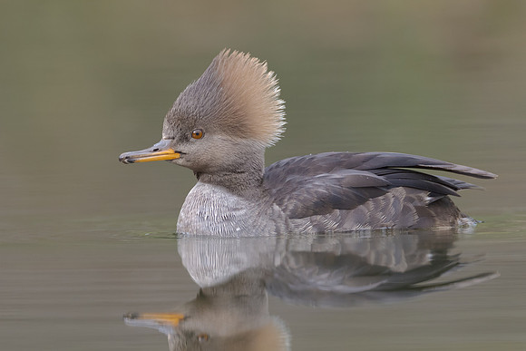 Hooded Merganser