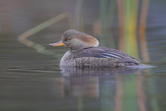 Hooded Merganser