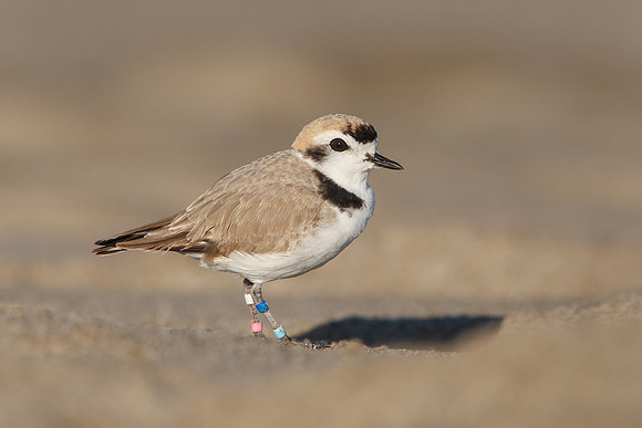 Snowy Plover