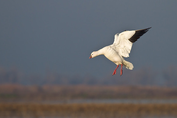 Ross's Goose