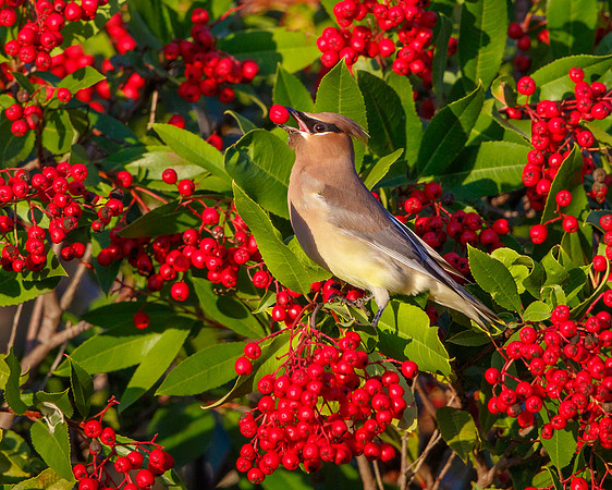 Cedar Waxwing, feeding on toyon berries