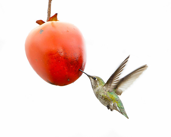 Anna's Hummingbird, feeding on persimmon