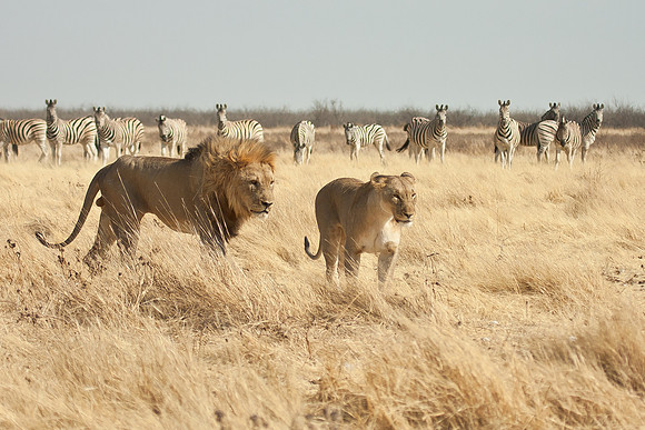 Lions, male & female
