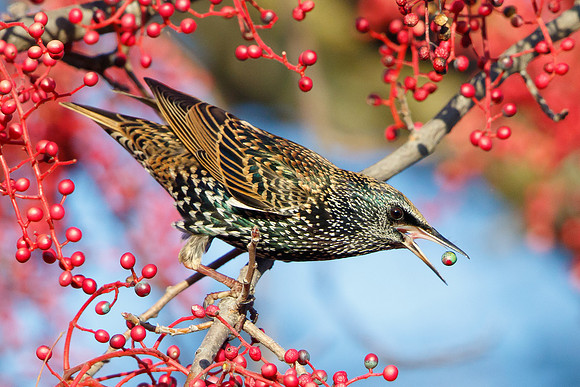 European Starling, feeding on berries of Chinese pistache tree