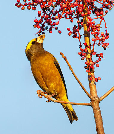 Evening Grosbeak, feeding on berries of Chinese pistache tree