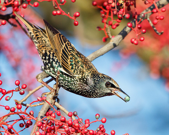 European Starling, feeding on berries of Chinese pistache tree