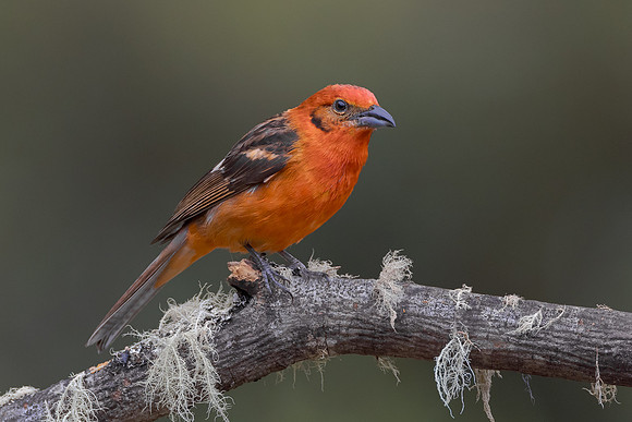 Flame-colored Tanager