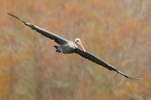 Brown Pelican