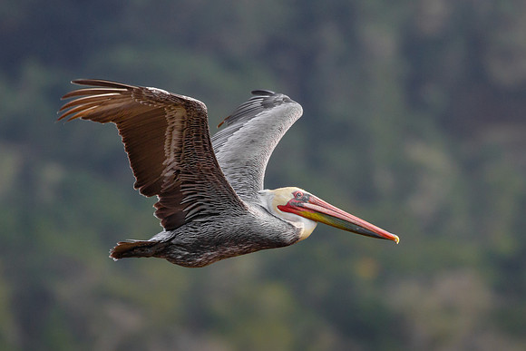 Brown Pelican