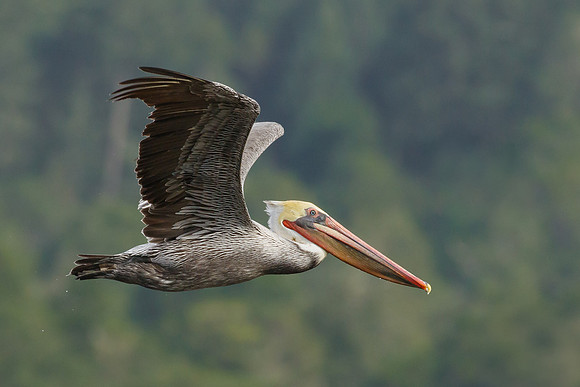 Brown Pelican