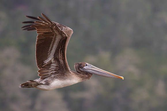 Brown Pelican, immature