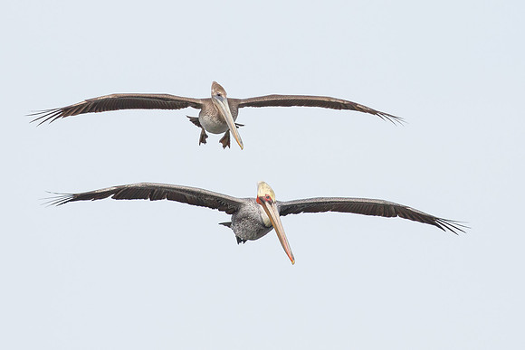 Brown Pelicans, adult and immature