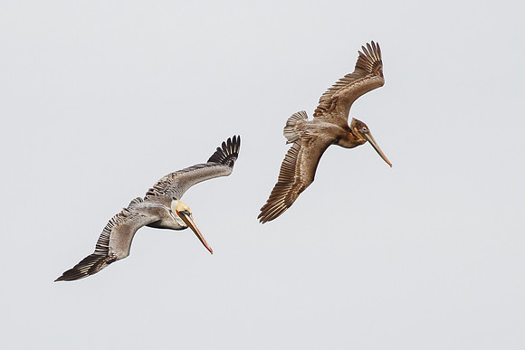 Brown Pelicans, adult and immature