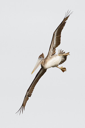 Brown Pelican, immature