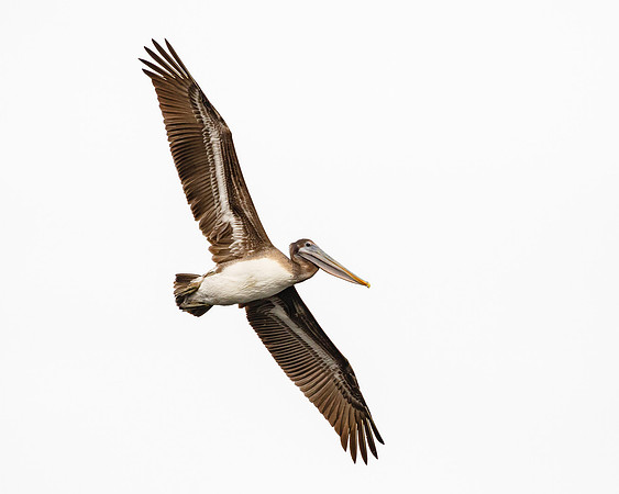 Brown Pelican, immature