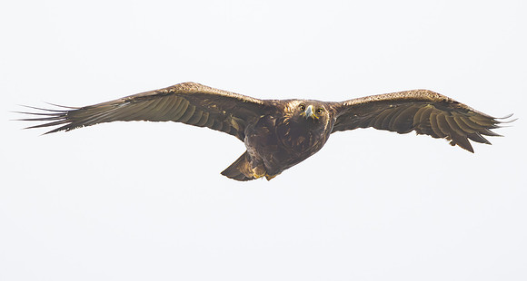 Golden Eagle