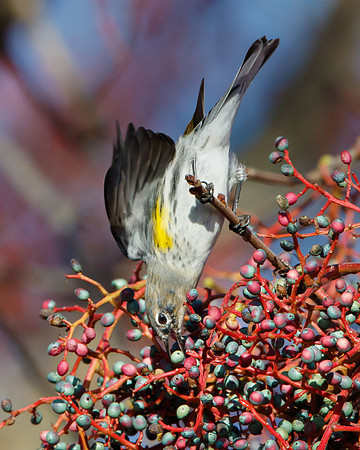 Yellow-rumped Warbler, feeding on berries of chinese pistache tree