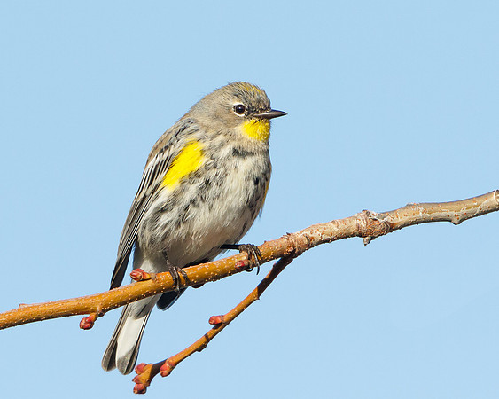 Yellow-rumped Warbler