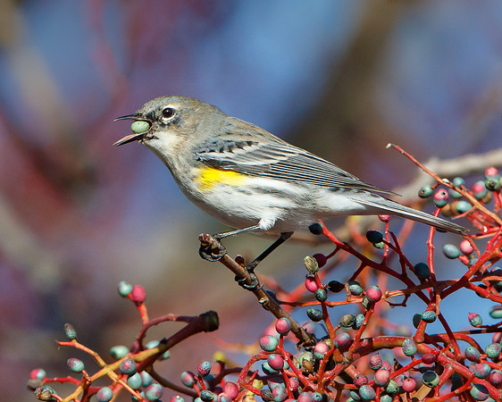 Yellow-rumped Warbler, feeding on berries of chinese pistache tree