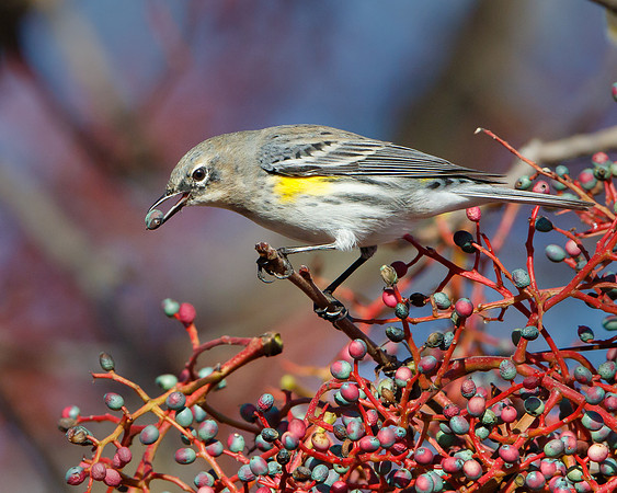 Yellow-rumped Warbler, feeding on berries of chinese pistache tree
