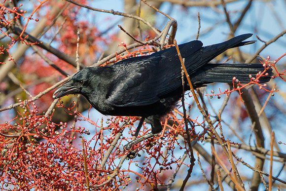 American Crow, feeding on berries of chinese pistache tree
