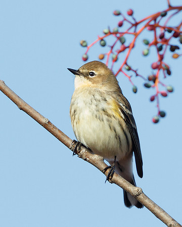 Yellow-rumped Warbler