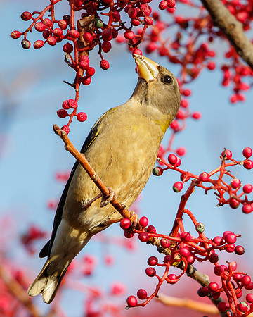 Evening Grosbeak, feeding on berries of chinese pistache tree