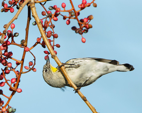 Yellow-rumped Warbler, feeding on berries of chinese pistache tree