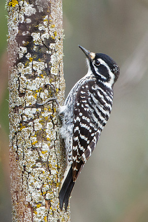 Nuttall's Woodpecker