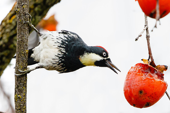 Acorn Woodpecker, feeding on persimmon