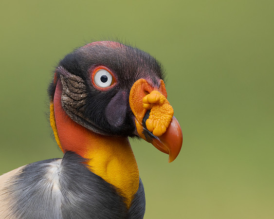 King Vulture
