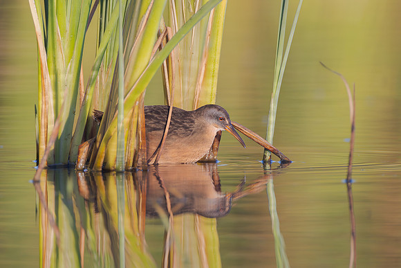 Virginia Rail
