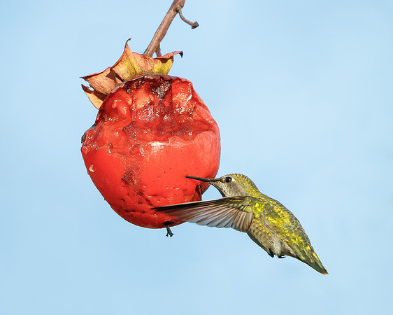 Anna's Hummingbird, feeding on persimmon