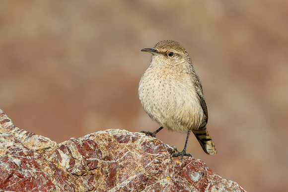 Rock Wren