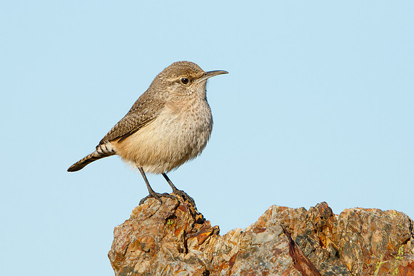 Rock Wren