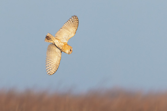 Barn Owl