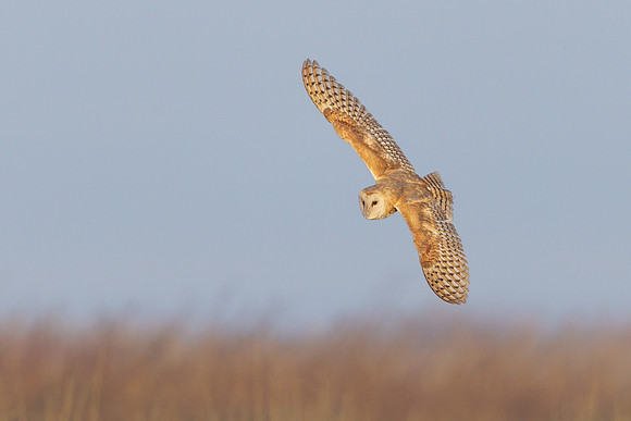 Barn Owl