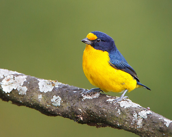Violaceous Euphonia