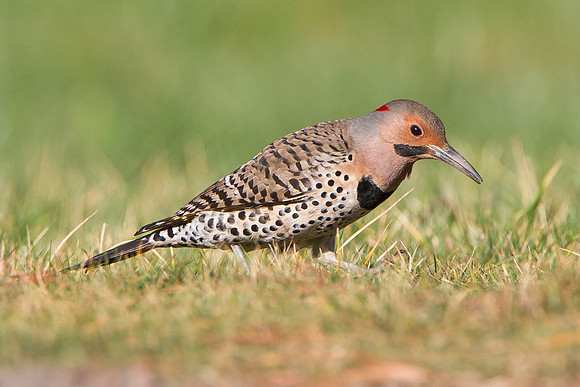 Northern Flicker  (male Yellow-shafted)