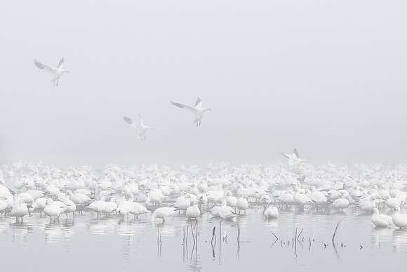 Ross's Geese, on a foggy morning