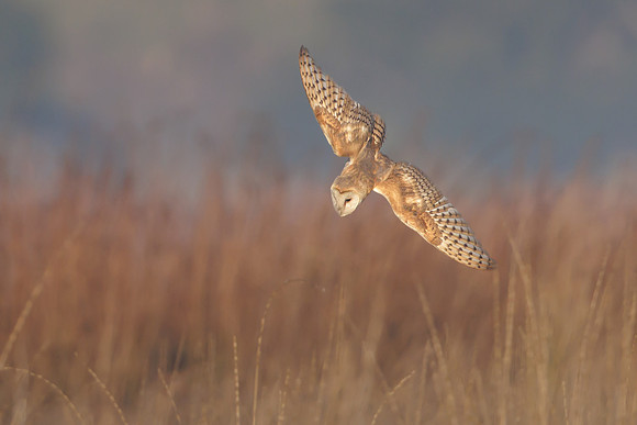 Barn Owl