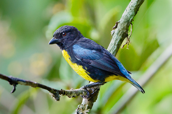Blue-and-gold Tanager